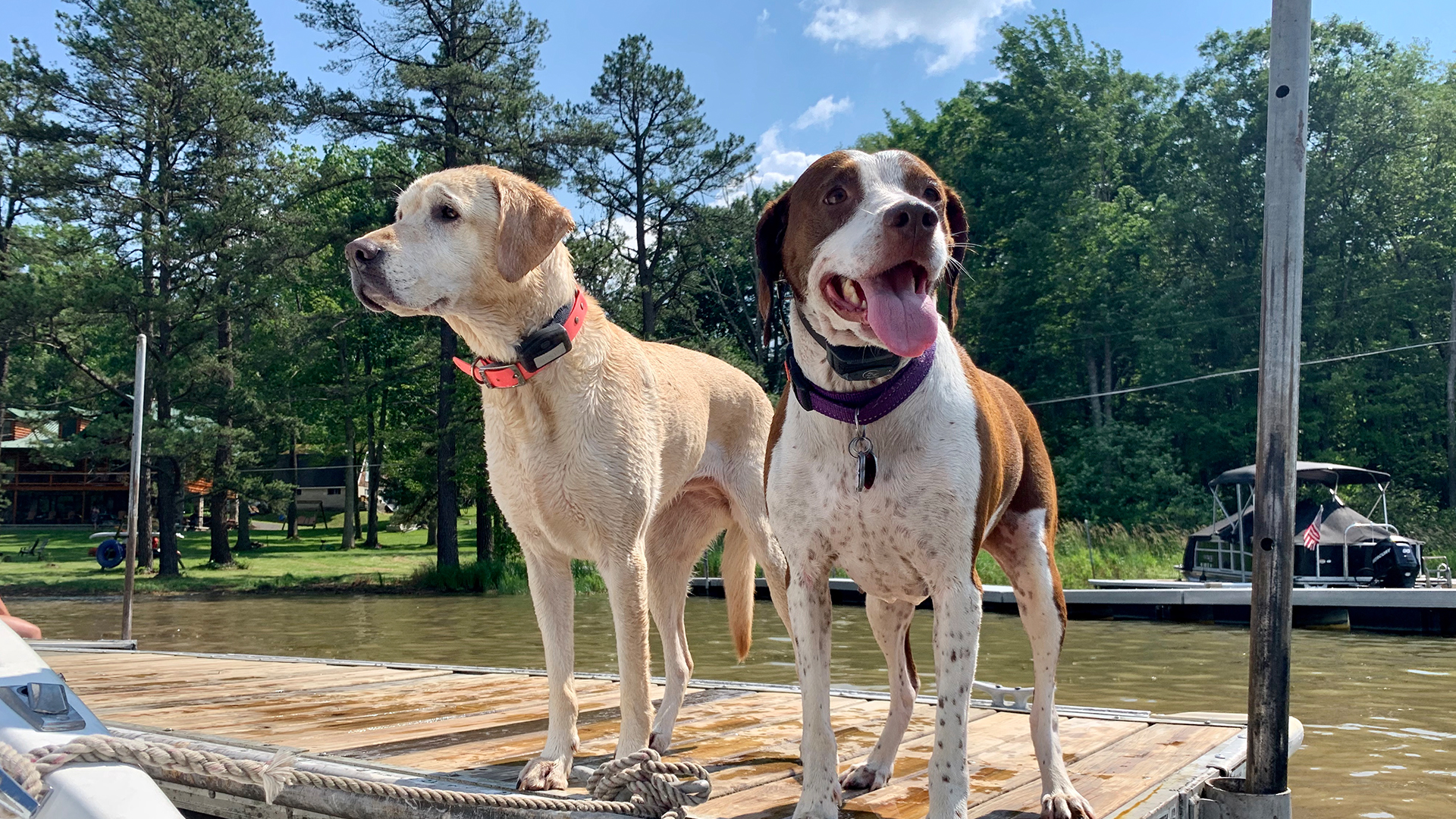 Dog Friendly Railey Vacations