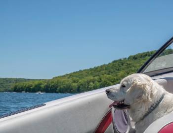 Dog on Boat at Deep Creek Lake