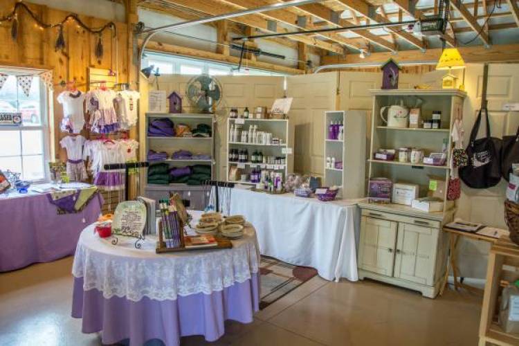 Shopping at Deep Creek Lavender Farm