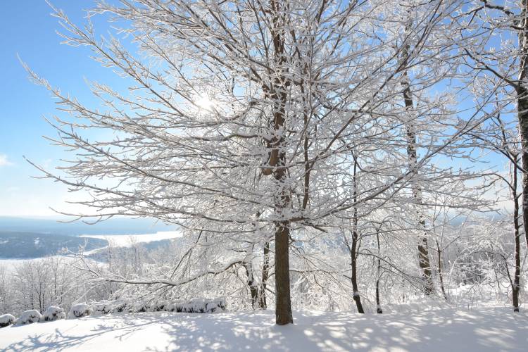 Snowy Trees at Deep Creek Lake