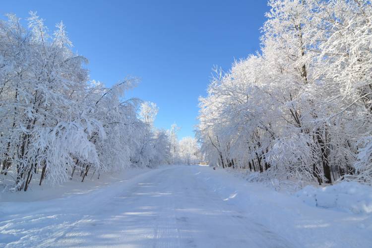 Snow Covered Trees